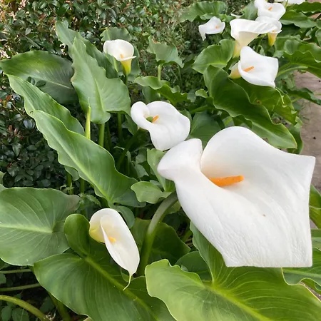 Lecallebed-breakfast Alojamento de Acomodação e Pequeno-almoço